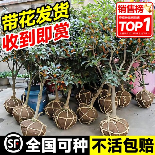 桂花树苗盆栽庭院绿植盆地栽大树四季桂丹桂金桂好养花卉植物耐寒