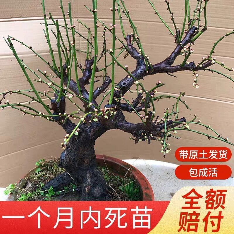 精品绿梅老桩盆景绿萼梅花金钱绿萼盆栽室内外花卉耐寒带花苞梅花