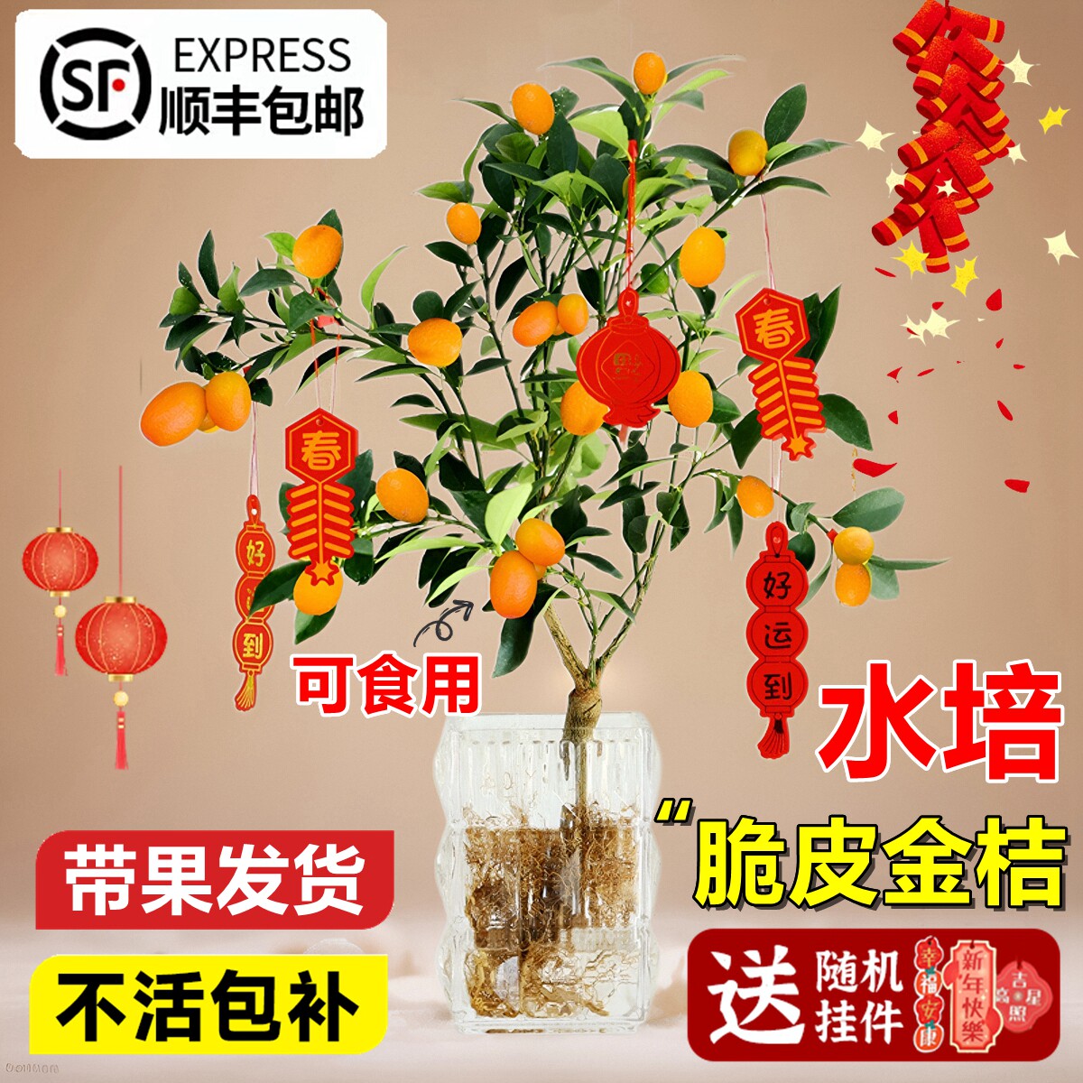 水培植物金桔树盆栽可食用带果植物脆皮橘子树苗室内桌面花卉绿植