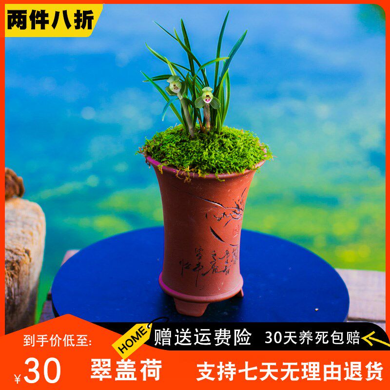 【翠盖】兰花苗春兰迷你国兰草名贵盆栽花卉植物浓香客厅兰草好养