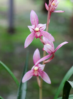 【团购】喜花里【市长红】四季建兰红花铭品带花浓香室内绿植盆栽