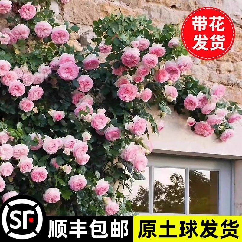 藤本月季大花浓香四季开花蔷薇花苗爬藤攀援植物庭院阳台玫瑰盆栽,鲜花速递/花卉仿真/绿植园艺,月季/蔷薇/玫瑰,淘宝优惠券,粉丝福利购,淘宝优惠卷