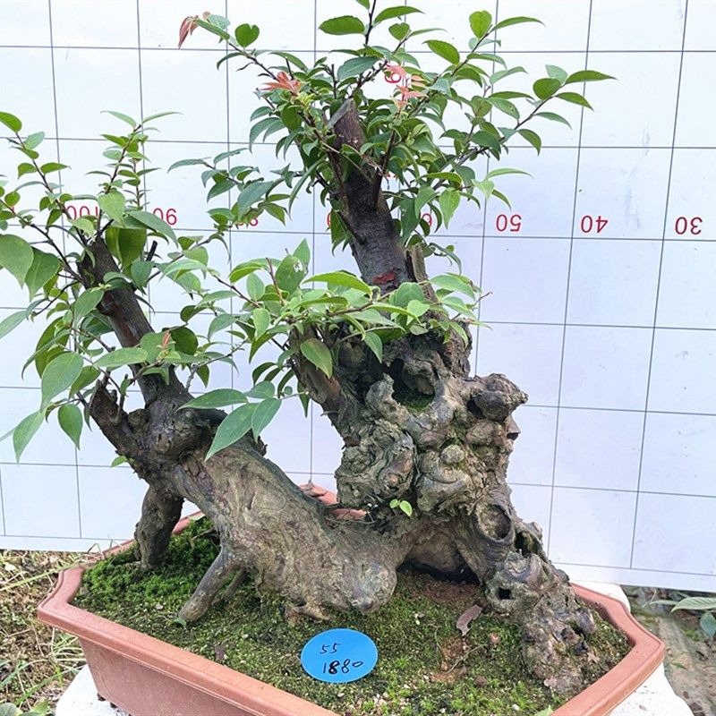 野生乌饭树树桩盆景南烛乌饭桩野蓝莓果盆栽阳台花卉室内绿植