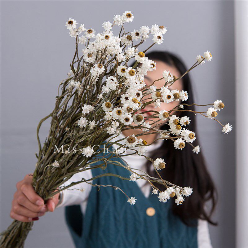小蜡菊白梅银菊雏菊天然干花束 法国 小清新迷你真花家居装饰
