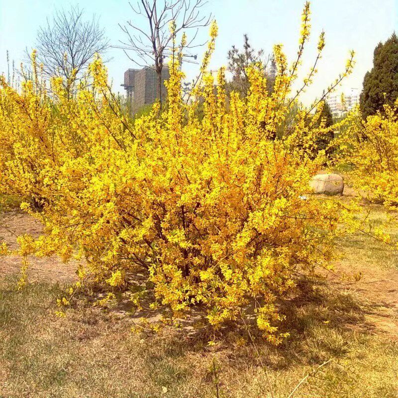 迎春花树苗盆景探春花庭院盆栽攀援爬藤垂吊类花卉报春花耐寒植物