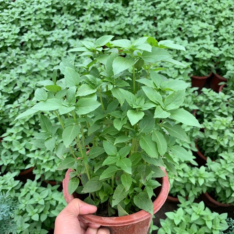罗勒九层塔金不换盆栽叶苗味清香驱蚊阳台庭院可食用香草植物理