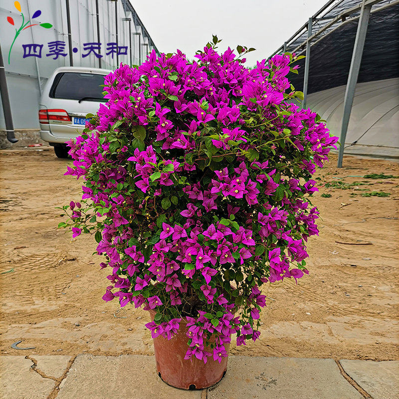 三角梅盆栽九重葛花期长室外阳台庭院观花盆景花卉送