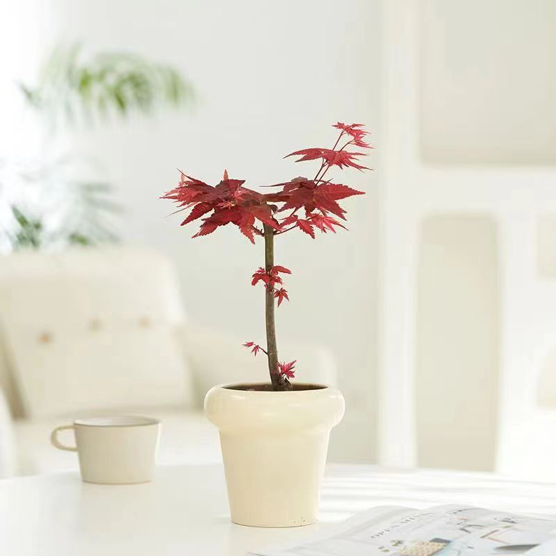 端绿植红枫老桩盆栽室内植物花卉好养净化空气吸甲醛
