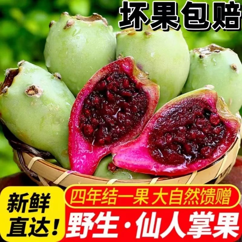 海南野生仙人掌果食用大果仙桃