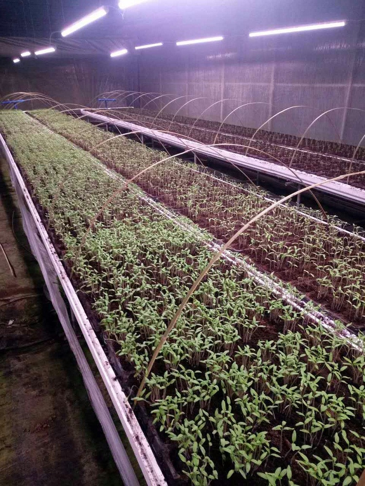 大棚播种式育苗补光灯 育苗组培灯 育苗防徒植物生长灯
