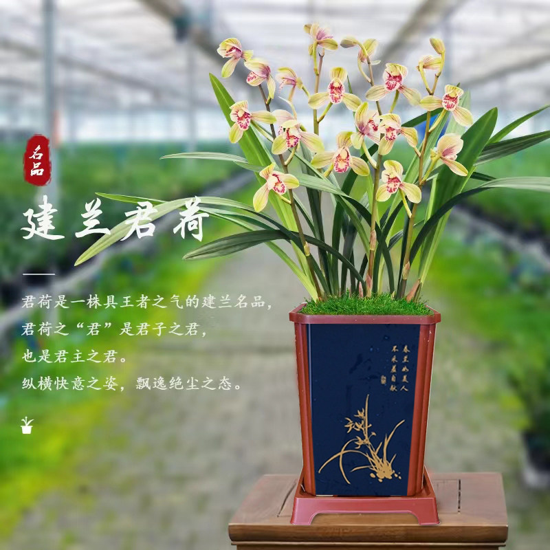 兰花苗建兰四季兰君荷老八种浓香型客厅庭院阳台绿植绿植小型盆栽