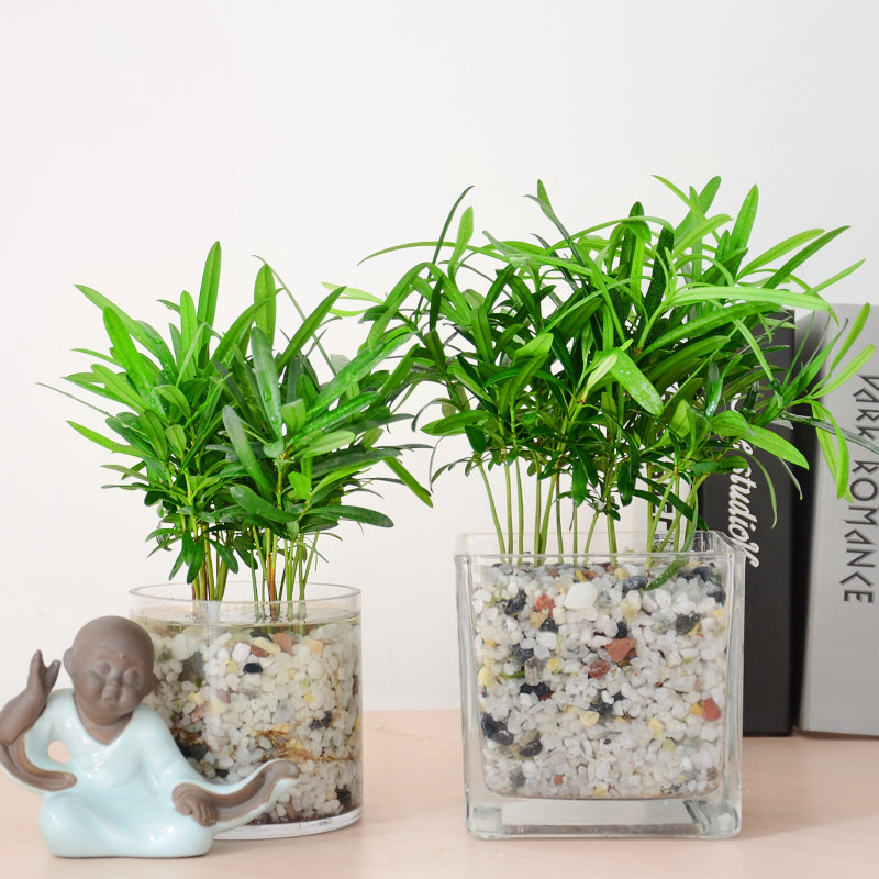 水培罗汉松 迷你花卉桌面观叶植物绿植净化空气成都办公家居盆栽