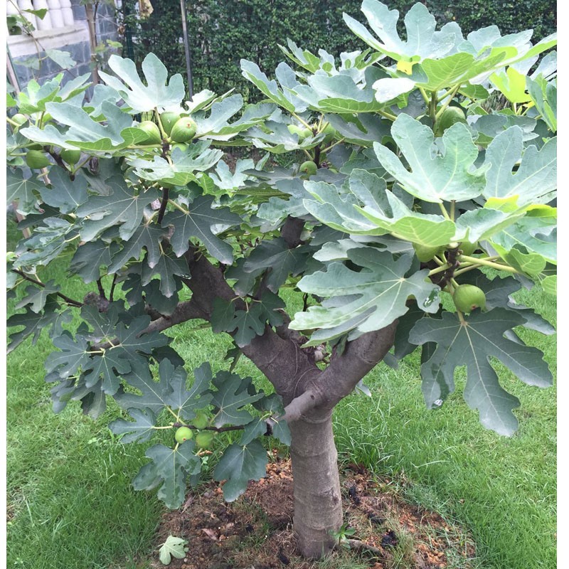 无花果树苗特大波姬红盆栽地栽南北方种植果树苗当年结果无花果苗