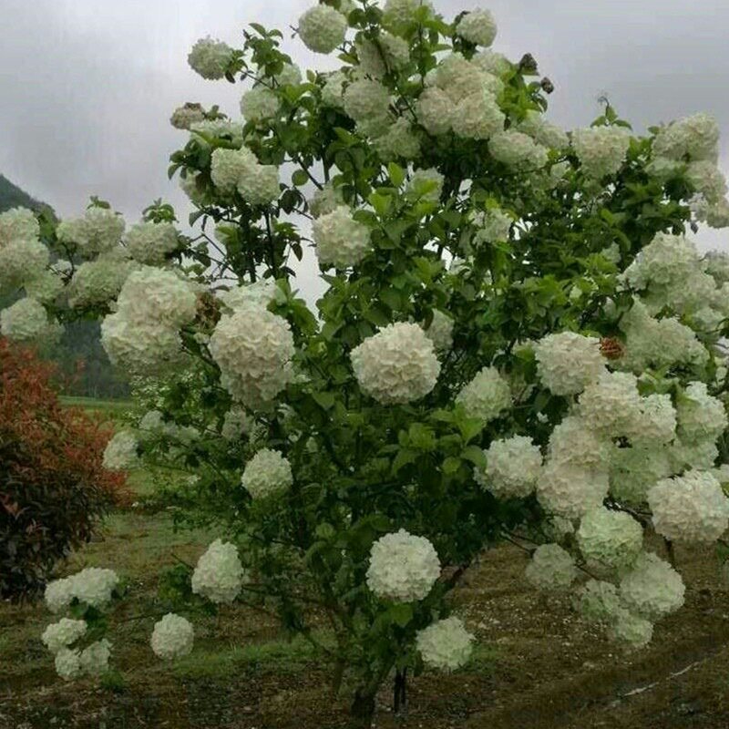 木本绣球花苗中华大花斗绣球树盆栽庭院别墅地栽植物耐寒四季开花
