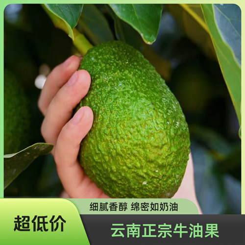 空运发货云南孟连哈斯牛油果