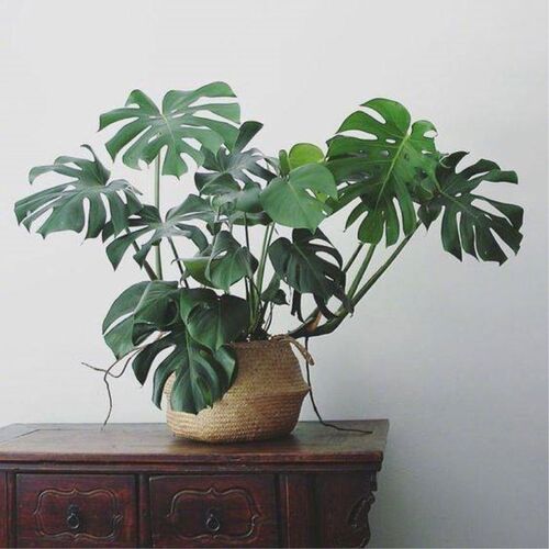 龟背竹盆栽 吸甲醛净化空气绿植室内好养植物 新家装修去甲醛