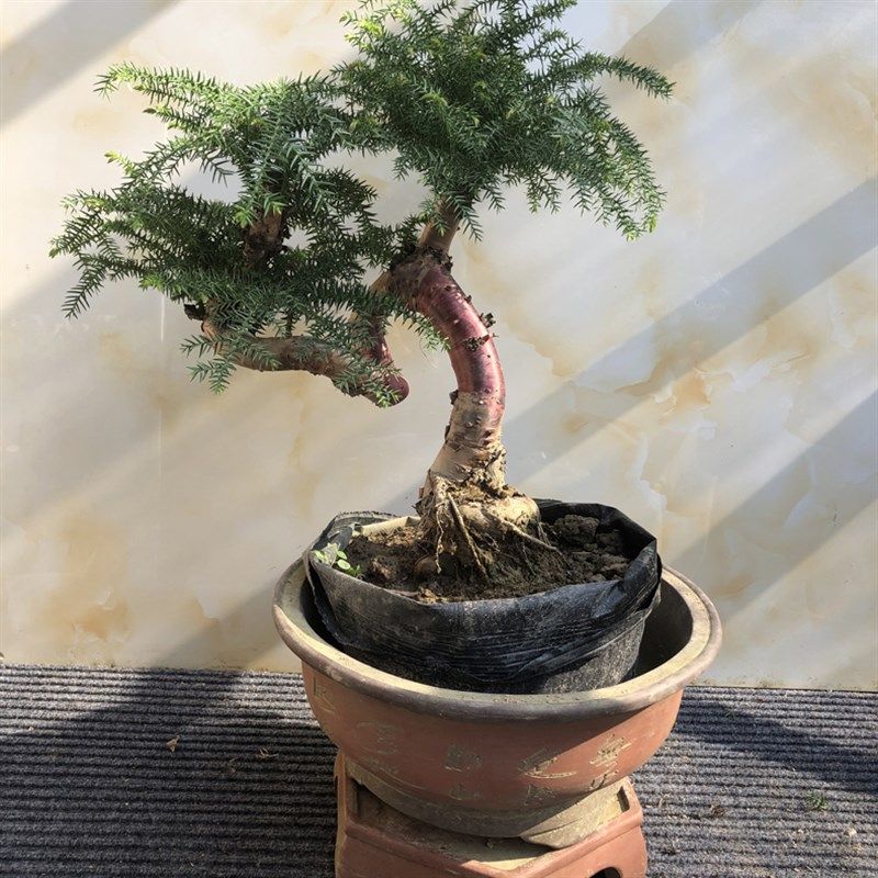 澳洲松盆景树桩不松盆栽绿植室罗汉松造松树造庭院景观