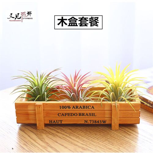 空气凤梨 土植物木盒餐绿植盆栽花草