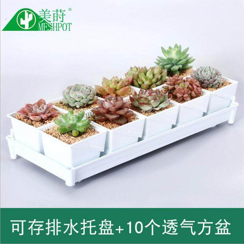 新款多肉百慕盆多肉控根塑料托盘组合透气肉肉控型盆创意小盆,鲜花速递/花卉仿真/绿植园艺,花盆,淘宝优惠券,粉丝福利购,淘宝优惠卷