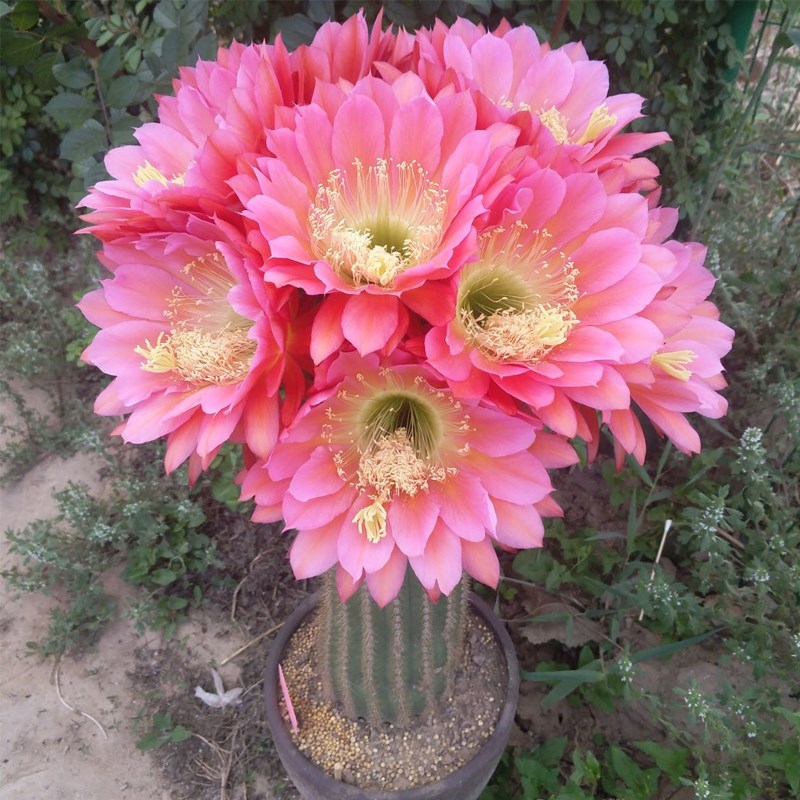 飞碟毛花柱仙人球仙人掌大花品种庭院阳台易养花卉多肉植物盆栽