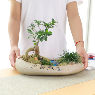 盆景栽家用 花盆陶瓷大f号发财树小榕树石头盆粗陶创意个性