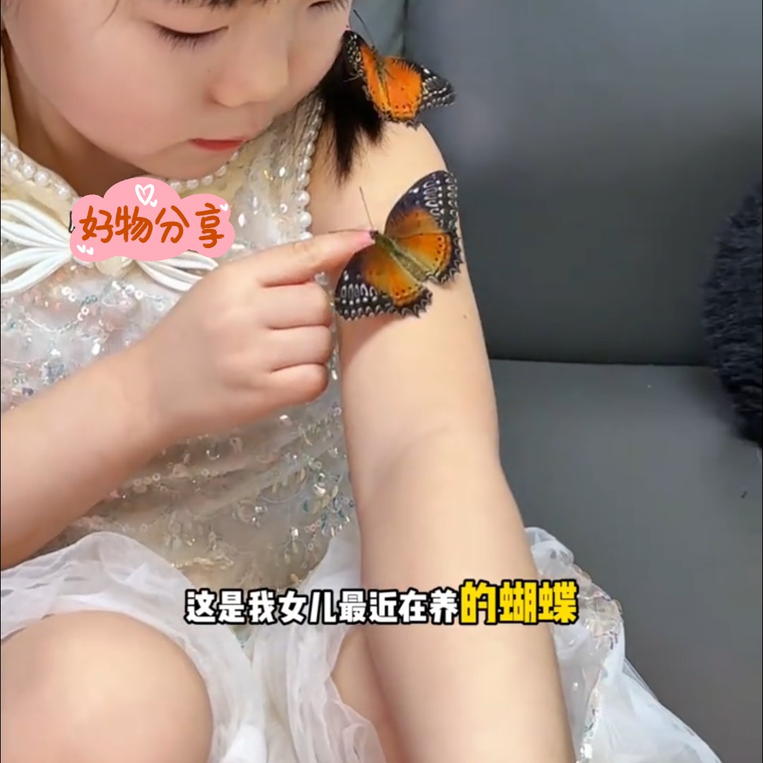 蝙蝠兔活体蝴蝶蛹盒子套装可孵化学生蚕宝宝儿童学生女孩玩具礼物