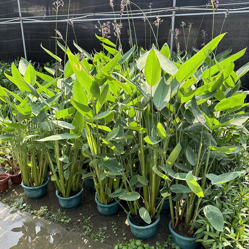 再力花 别墅水池鱼池 搭配造景水生观赏花卉植物净化水质水培绿植