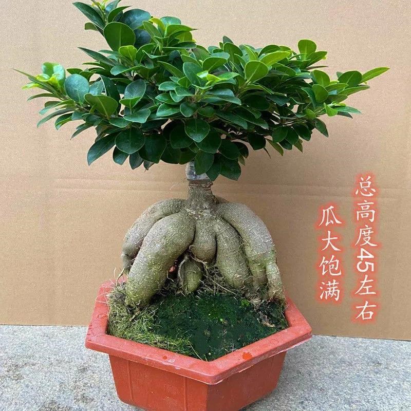人参榕小叶榕树造型盆景室内阳台植物盆栽绿植地瓜榕老桩易养四季