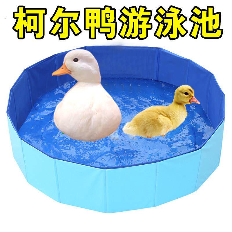 柯尔鸭游泳池洗澡神器宠物小鸭子鸡鹅兔子鹦鹉鸟的洗澡盆水池用品