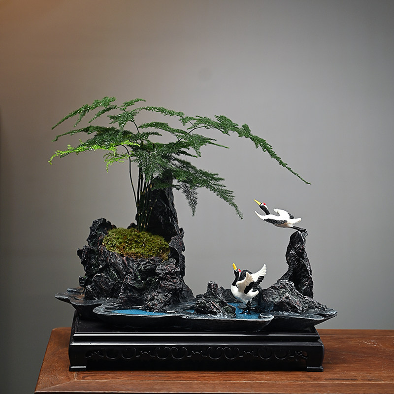 文竹六月雪盆景植物室内常青微景观绿植好养盆栽