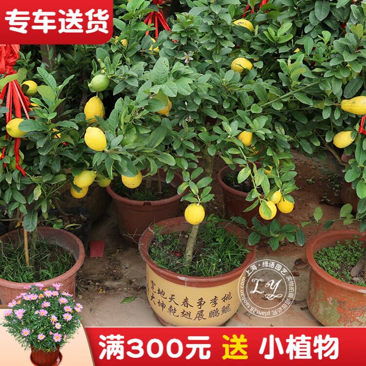 柠檬树盆栽 果出售 型绿植阳台植物庭院果树 上海送货