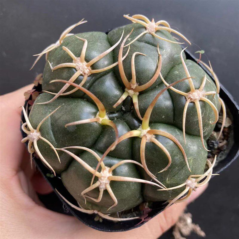 木海王曲刺仙人球盆栽室内花卉仙人掌开花精品奇趣绿植多肉花