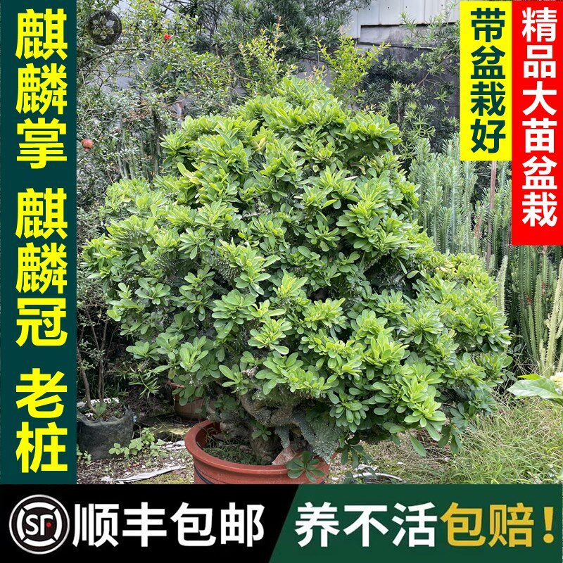 多肉植物麒麟掌麒麟冠盆栽潮汕花旺老桩招财玉麒麟除甲醛花卉