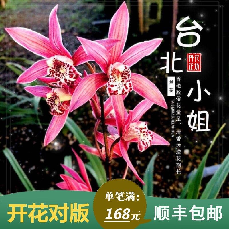 兰台北姐花苞兰花苗草室内阳台喜阴浓香花卉盆栽绿植好养