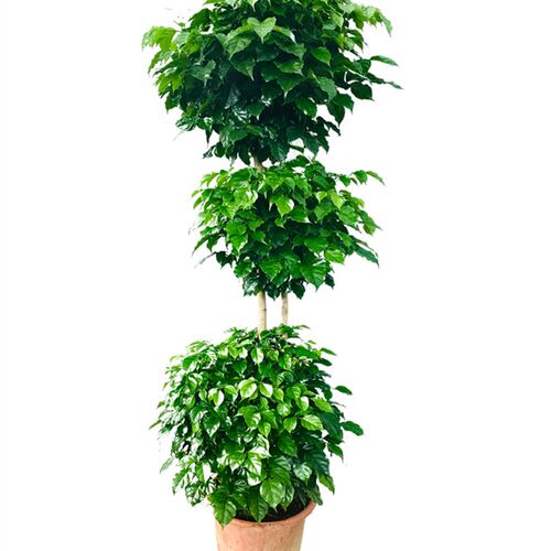 幸福树绿宝提根老桩室内大小绿植盆栽观叶植物净空气除甲醛辐射