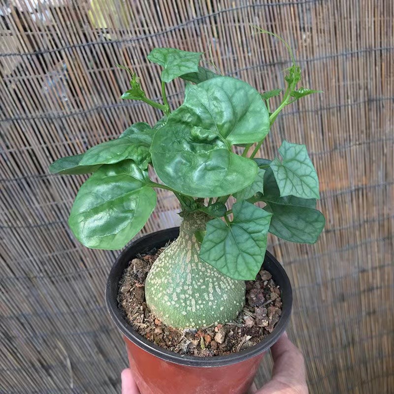银叶睡布袋块根爬藤植物葫芦科多肉植物趣味绿植景观盆景吸甲苯