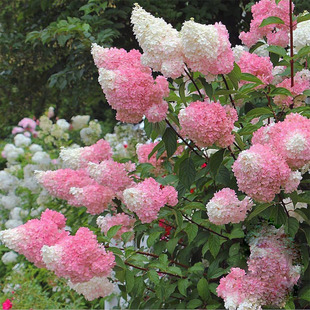 圆锥绣球花苗香草草莓盆栽石灰灯庭院花园阳台北方耐寒花耐旱植物