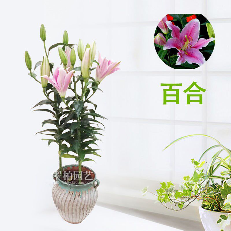 百合/香水百合盆栽/盆景花卉/年宵花卉植物/高档花卉/重庆摆花