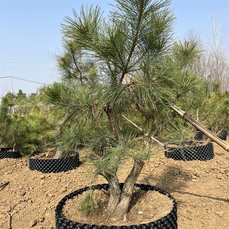 黑松柏树庭院造型盆景室内盆栽老盆口年功桩基地直发室外地栽