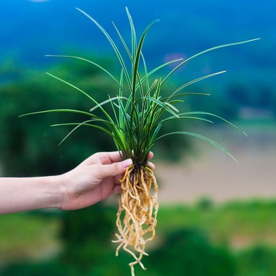 春兰皎月金边兰花盆栽植物兰草浓香型名贵线艺P花卉带花苞伴月观