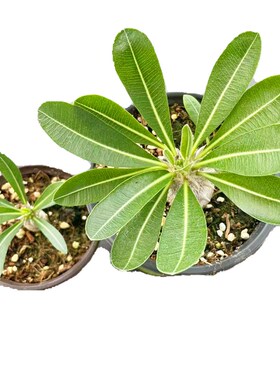 惠比大黑 块根植物开黄色花冷门多肉植物小盆栽 惠比须笑阳台花卉