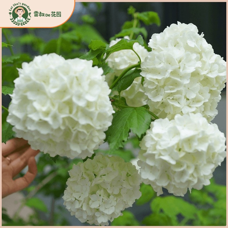 欧洲木绣球玫瑰耐寒耐热植物庭院露台园林树苗花卉带盆栽好大苗