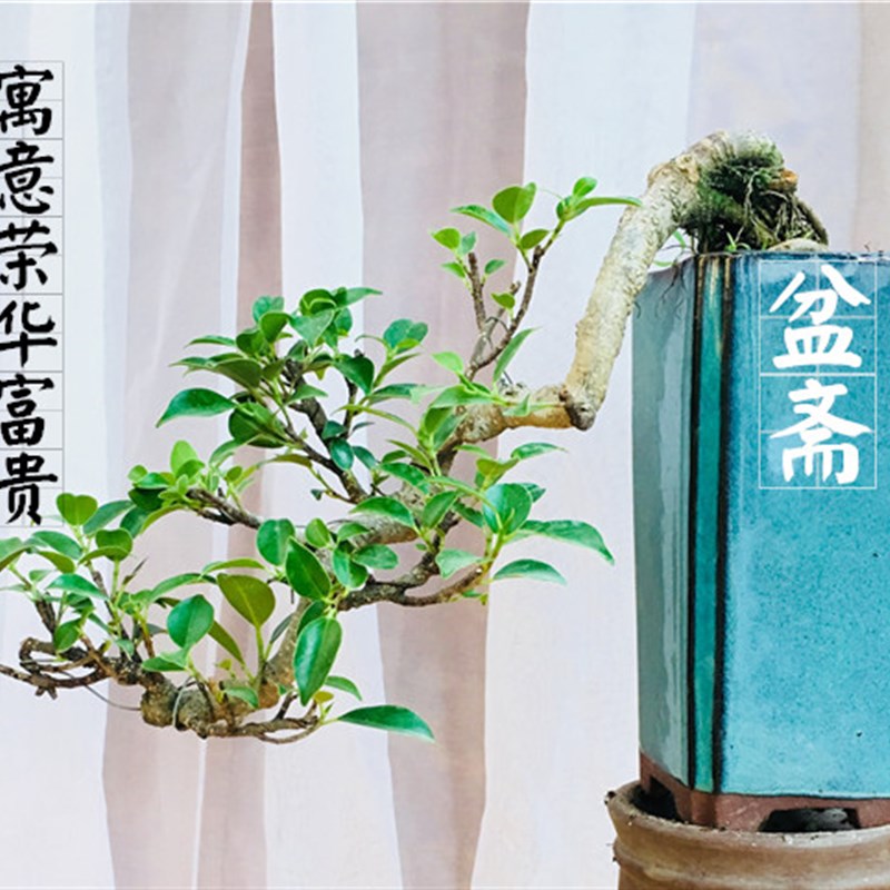 悬崖式盆景植物 悬崖福建茶榆树六月雪雀梅对节白蜡榔榆造型盆栽