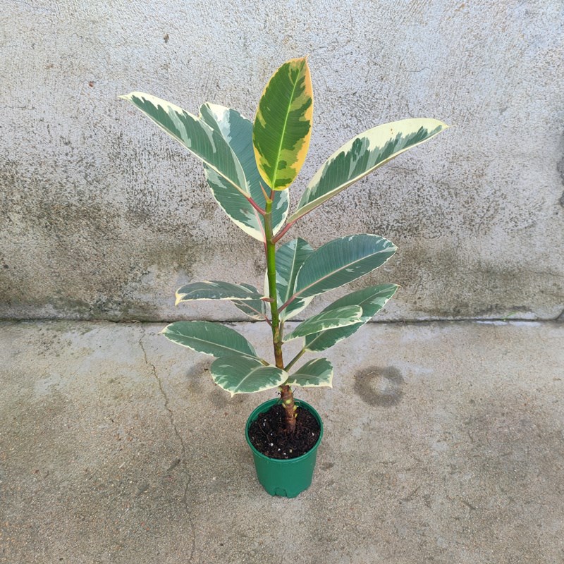 花叶观叶绿黑金刚橡皮树苗盆栽绿植好养易活四季常青室内阳台客厅