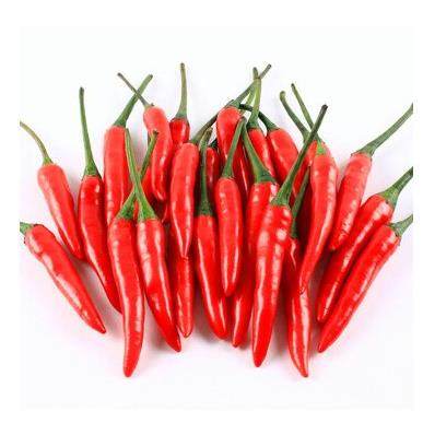 云南德宏新鲜辣椒小米椒超辣朝天椒小尖椒 500克 红米椒一斤装