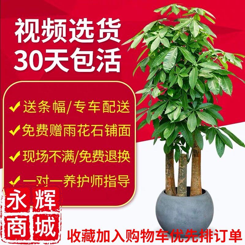 步步发财树盆栽颗型树桩植物绿植室绿化开业乔迁合肥