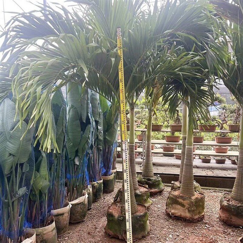 圣诞椰树庭院绿植耐热雨淋植物室外造景棕榈好养易活树