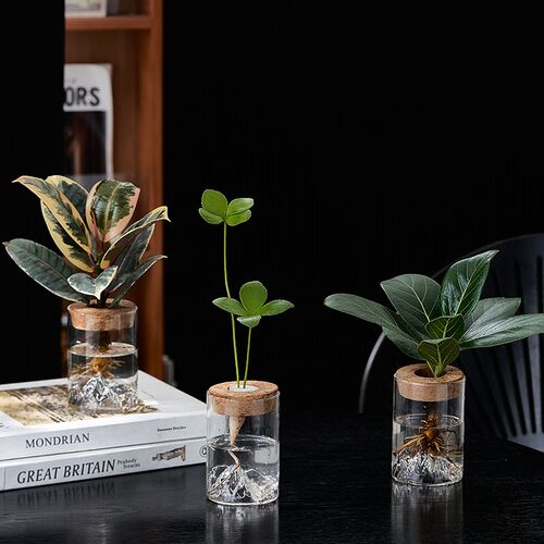 【雪杯】培植物绿植小盆栽室内春羽净化空气