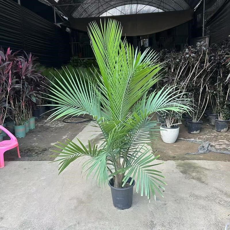 国王椰树盆栽庭院阳台净化空气绿植户外型植物易养活管理树
