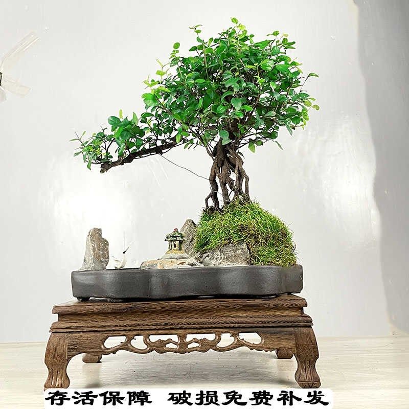 小叶雀梅盆栽树桩造型假盆景植物老桩室内绿植好养